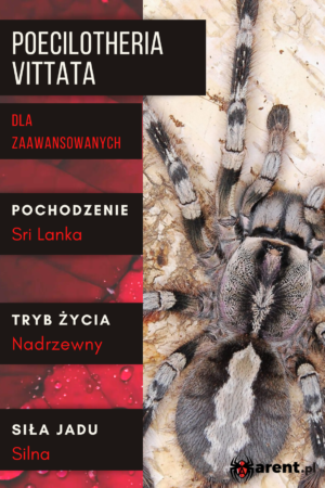 Poecilotheria vittata L1